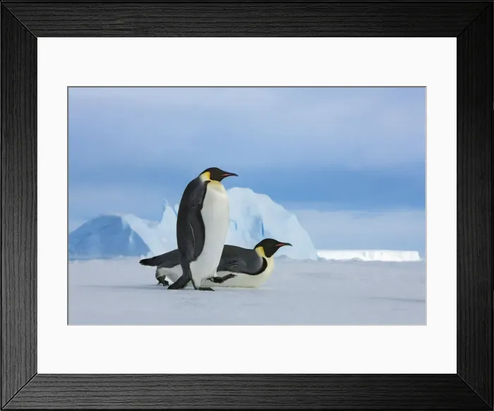 Framed Print : Emperor penguin group with iceberg - Antarctica, Antarctic Peninsula, Snowhill Island Framed Print : Emperor penguin group with iceberg - Antarctica, Antarctic Peninsula, Snowhill Island