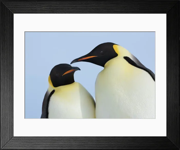 Framed Print : Emperor penguin couple - Antarctica, Antarctic Peninsula, Snowhill Island Framed Print : Emperor penguin couple - Antarctica, Antarctic Peninsula, Snowhill Island