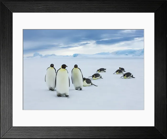 Framed Print : Emperor penguin group coming from ocean - Antarctica, Antarctic Peninsula Framed Print : Emperor penguin group coming from ocean - Antarctica, Antarctic Peninsula