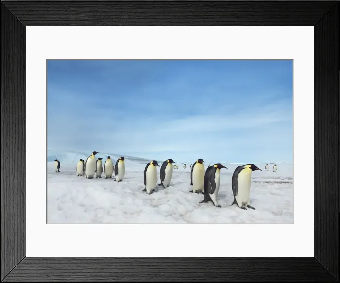 Framed Print : Emperor penguin group - Antarctica, Antarctic Peninsula, Snowhill Island Framed Print : Emperor penguin group - Antarctica, Antarctic Peninsula, Snowhill Island