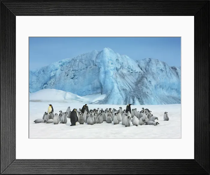 Framed Print : Emperor penguin colony with iceberg - Antarctica, Antarctic Peninsula, Snowhill Island Framed Print : Emperor penguin colony with iceberg - Antarctica, Antarctic Peninsula, Snowhill Island