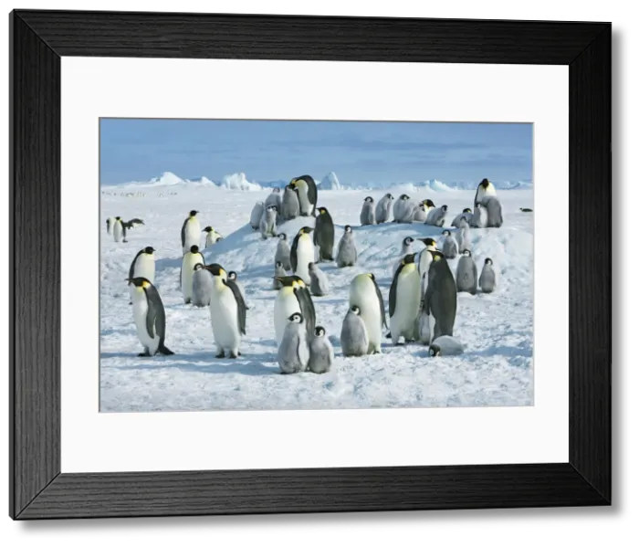 Framed Print : Emperor penguin colony - Antarctica, Antarctic Peninsula, Snowhill Island Framed Print : Emperor penguin colony - Antarctica, Antarctic Peninsula, Snowhill Island