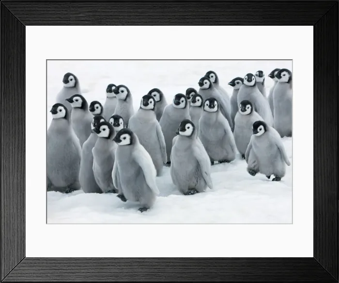 Framed Print : Emperor penguin chicks in procession - Antarctica, Antarctic Peninsula, Snowhill Island Framed Print : Emperor penguin chicks in procession - Antarctica, Antarctic Peninsula, Snowhill Island
