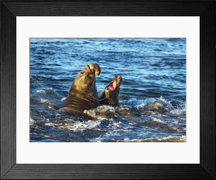 Framed Print : Northern elephant seal fighting bulls - USA, California, San Luis Obispo, Cambria Framed Print : Northern elephant seal fighting bulls - USA, California, San Luis Obispo, Cambria