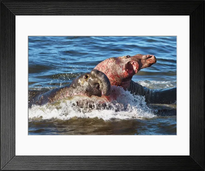 Framed Print : Northern elephant seal fighting bulls - USA, California, San Luis Obispo, Cambria