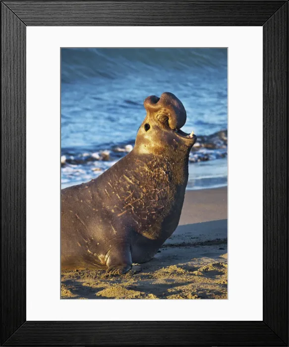 Framed Print : Northern elephant seal bull - USA, California, San Luis Obispo, Cambria, Piedras Blancas Framed Print : Northern elephant seal bull - USA, California, San Luis Obispo, Cambria, Piedras Blancas