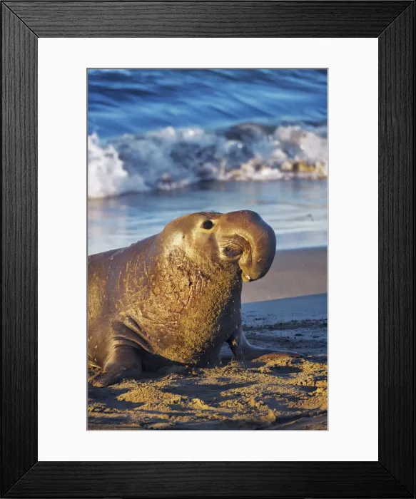 Framed Print : Northern elephant seal bull - USA, California, San Luis Obispo, Cambria, Piedras Blancas Framed Print : Northern elephant seal bull - USA, California, San Luis Obispo, Cambria, Piedras Blancas