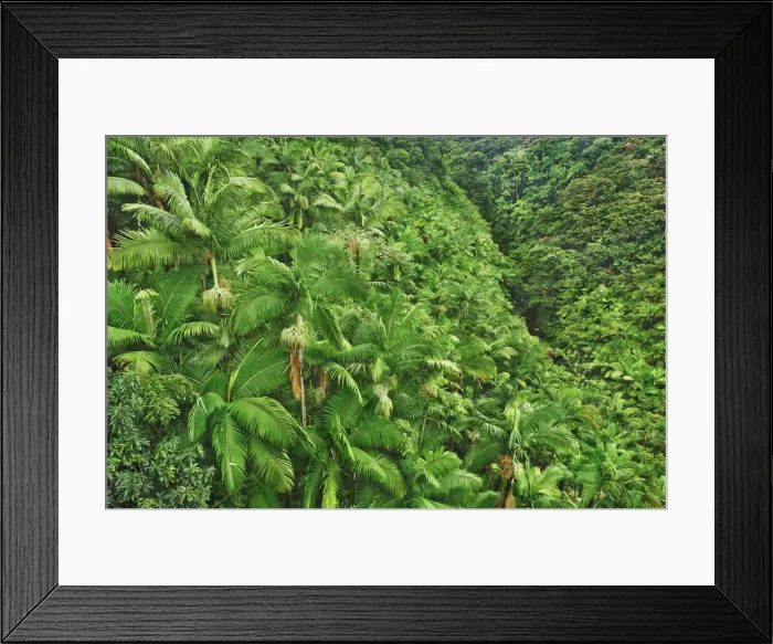 Framed Print : Palm forest - USA, Hawaii, Big Island, South Hilo, Nanue Falls, Hamakua Coast Framed Print : Palm forest - USA, Hawaii, Big Island, South Hilo, Nanue Falls, Hamakua Coast