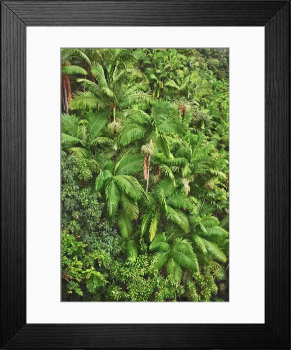 Framed Print : Palm forest - USA, Hawaii, Big Island, South Hilo, Nanue Falls, Hamakua Coast