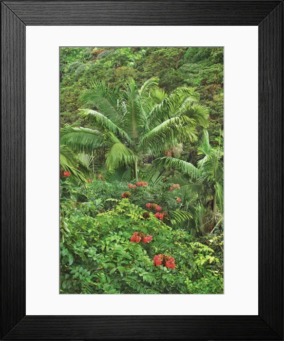 Framed Print : Palm forest - USA, Hawaii, Big Island, South Hilo, Nanue Falls, Hamakua Coast Framed Print : Palm forest - USA, Hawaii, Big Island, South Hilo, Nanue Falls, Hamakua Coast