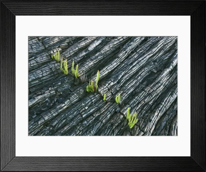 Framed Print : Eroded lava with ferns - USA, Hawaii, Big Island, Puna, Kalapana Framed Print : Eroded lava with ferns - USA, Hawaii, Big Island, Puna, Kalapana