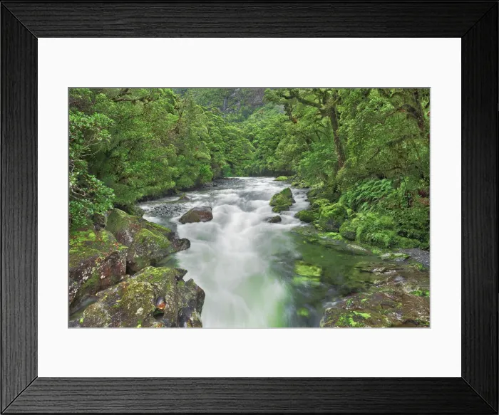 Framed Print : Brook in rainforest - New Zealand, South Island, Southland, Fiordland, Cleddau River Framed Print : Brook in rainforest - New Zealand, South Island, Southland, Fiordland, Cleddau River