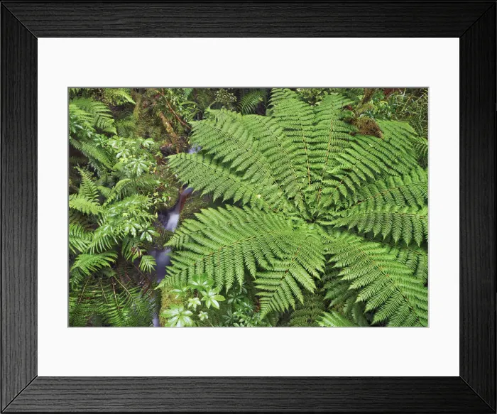 Framed Print : Fern in rainforest - New Zealand, South Island, Southland, Fiordland, Cleddau River Framed Print : Fern in rainforest - New Zealand, South Island, Southland, Fiordland, Cleddau River
