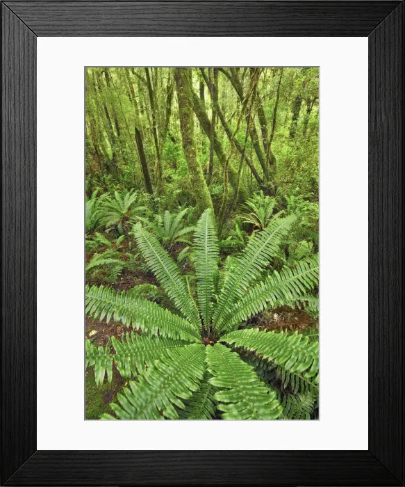 Framed Print : Fern in rainforest - New Zealand, South Island, Southland, Fiordland, Cleddau River Framed Print : Fern in rainforest - New Zealand, South Island, Southland, Fiordland, Cleddau River