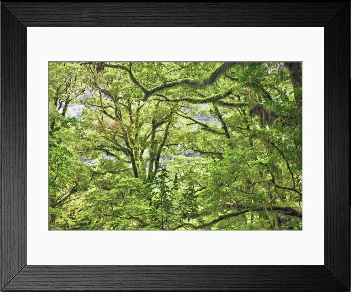 Framed Print : Mosscovered tree in rainforest - New Zealand, South Island, Southland, Fiordland Framed Print : Mosscovered tree in rainforest - New Zealand, South Island, Southland, Fiordland