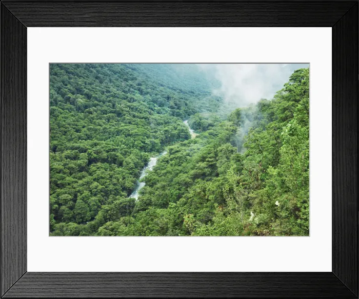 Framed Print : Temperate rainforest - New Zealand, South Island, Southland, Fiordland Framed Print : Temperate rainforest - New Zealand, South Island, Southland, Fiordland