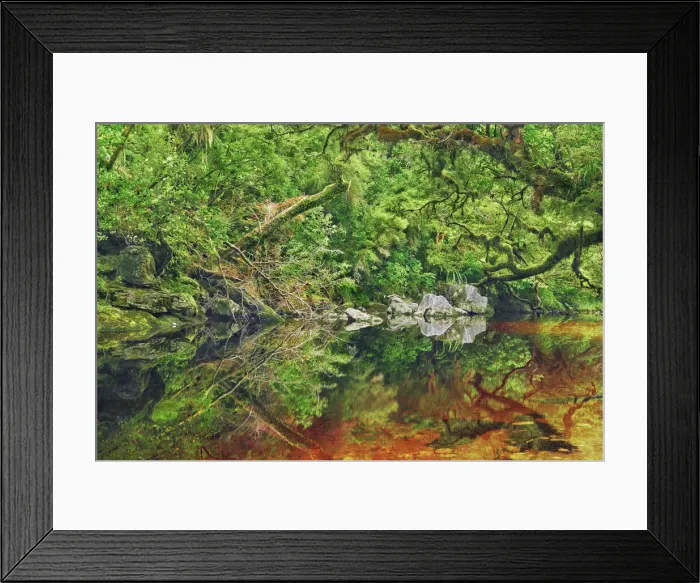 Framed Print : Temperate rainforest with tannin containing brook - New Zealand, South Island, West Coast Framed Print : Temperate rainforest with tannin containing brook - New Zealand, South Island, West Coast