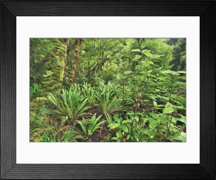 Framed Print : Fern in rainforest - New Zealand, South Island, West Coast, Buller Framed Print : Fern in rainforest - New Zealand, South Island, West Coast, Buller
