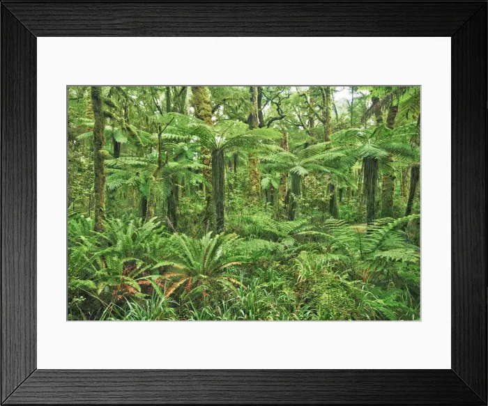 Framed Print : Silver tree fern clearing in rainforest - New Zealand, South Island, West Coast, Buller Framed Print : Silver tree fern clearing in rainforest - New Zealand, South Island, West Coast, Buller