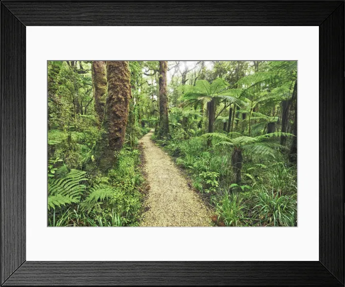 Framed Print : Hiking trail in rainforest with tree ferns - New Zealand, South Island, West Coast Framed Print : Hiking trail in rainforest with tree ferns - New Zealand, South Island, West Coast
