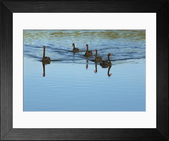 Framed Print : Black swan flock - New Zealand, South Island, West Coast, Westland, Hokitika Framed Print : Black swan flock - New Zealand, South Island, West Coast, Westland, Hokitika