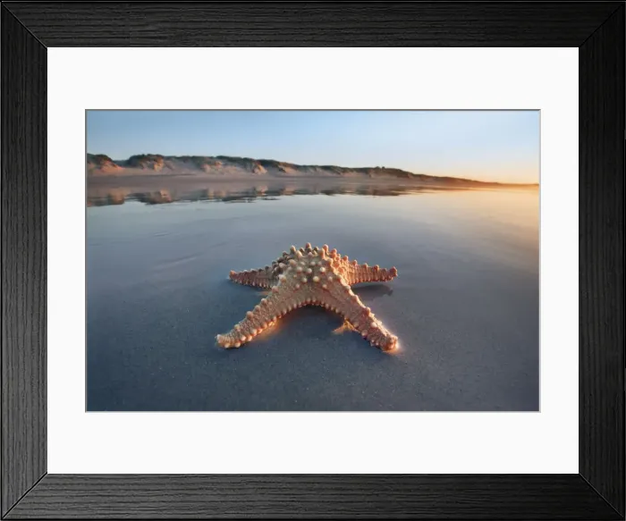 Framed Print : Star fish - New Zealand, North Island, Northland, Far North, Karikari Peninsula, Puheke Framed Print : Star fish - New Zealand, North Island, Northland, Far North, Karikari Peninsula, Puheke