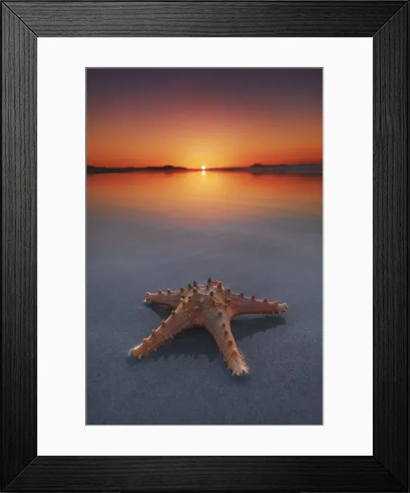 Framed Print : Star fish - New Zealand, North Island, Northland, Far North, Karikari Peninsula, Puheke Framed Print : Star fish - New Zealand, North Island, Northland, Far North, Karikari Peninsula, Puheke