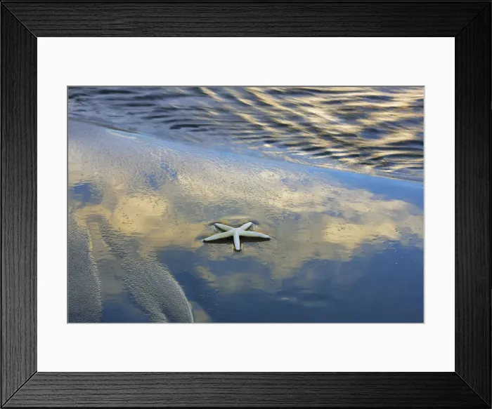 Framed Print : Star fish - New Zealand, North Island, Taranaki, New Plymouth, Oakura Framed Print : Star fish - New Zealand, North Island, Taranaki, New Plymouth, Oakura