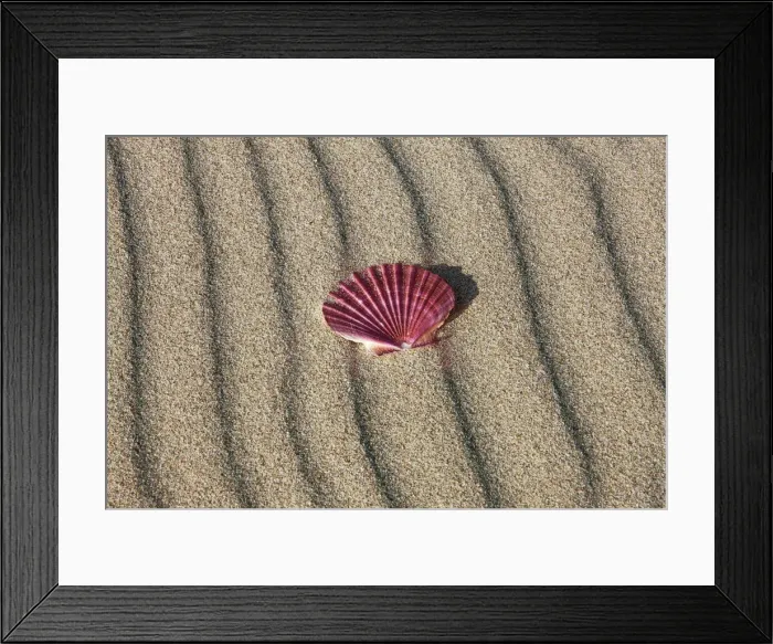 Framed Print : Giant scallop shell - New Zealand, North Island, Northland, Far North Framed Print : Giant scallop shell - New Zealand, North Island, Northland, Far North