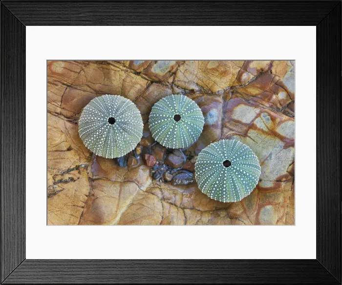 Framed Print : Sea urchin sceletons - New Zealand, North Island, Hawkes Bay, Tamaki Strait