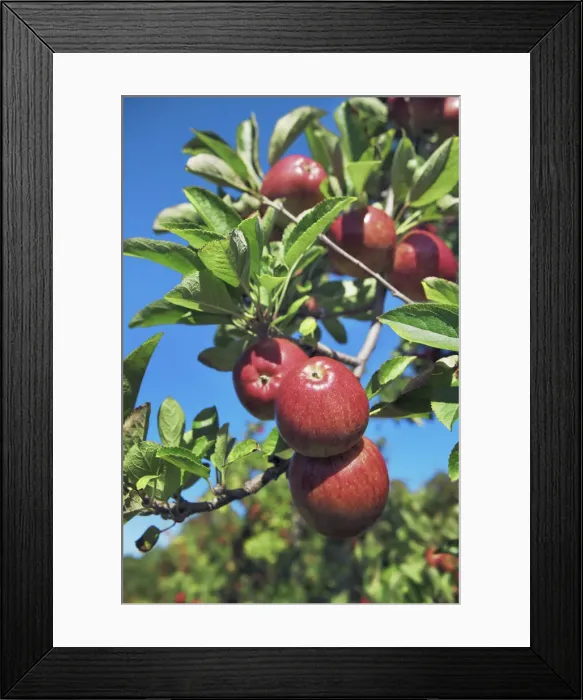 Framed Print : Apple plantation - New Zealand, South Island, Nelson, Hira