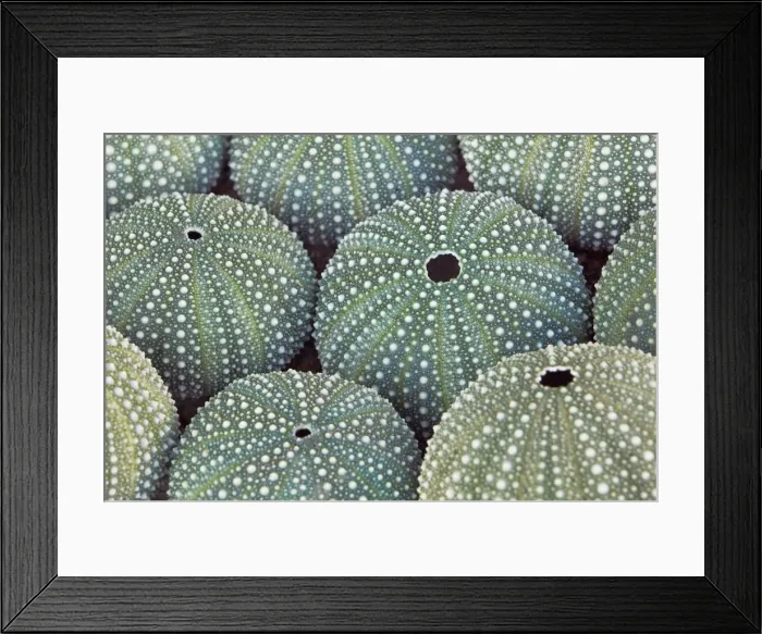 Framed Print : Sea urchin sceletons - New Zealand, North Island, Hawkes Bay, Tamaki Strait