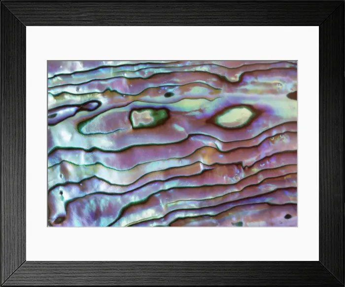 Framed Print : Paua shell detail polished - Germany, Photo studio Framed Print : Paua shell detail polished - Germany, Photo studio