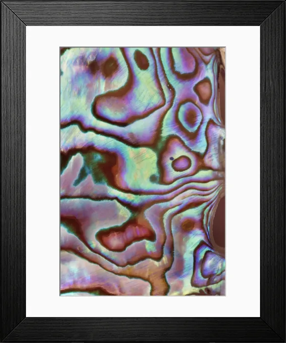 Framed Print : Paua shell detail polished - Germany, Photo studio Framed Print : Paua shell detail polished - Germany, Photo studio