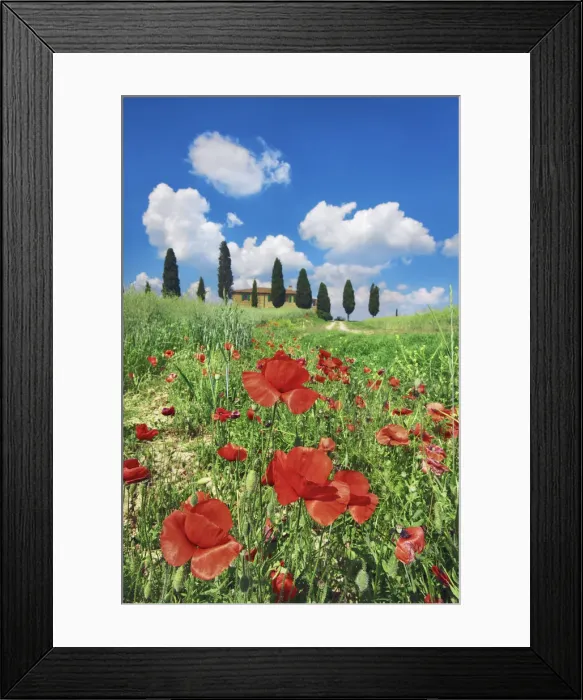 Framed Print : Farm house with cypresses and poppies - Italy, Tuscany, Siena, Val d Orcia Framed Print : Farm house with cypresses and poppies - Italy, Tuscany, Siena, Val d Orcia