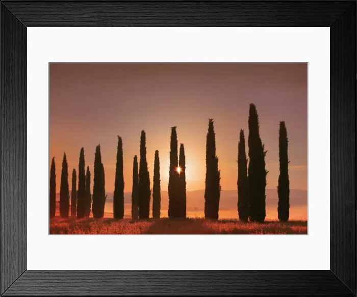 Framed Print : Mediterranean cypress alley in mist - Italy, Tuscany, Siena, Val d Orcia