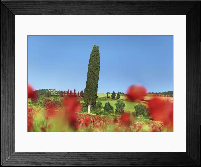 Framed Print : Mediterranean cypress in poppy field - Italy, Tuscany, Siena, Val d Orcia