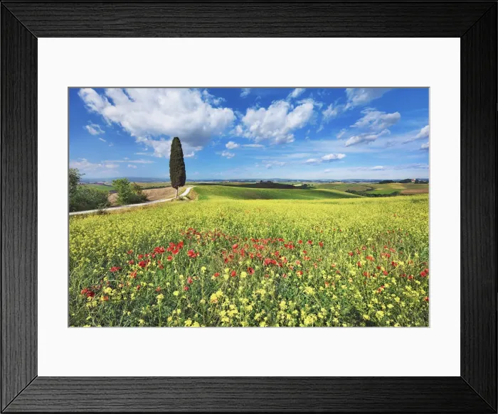 Framed Print : Mediterranean cypress with rape and poppies - Italy, Tuscany, Siena, Ville di Corsano