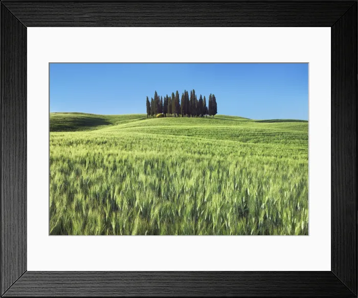Framed Print : Mediterranean cypress group in wheat field - Italy, Tuscany, Siena, Val d Orcia