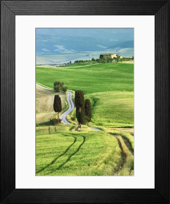 Framed Print : Corn field and cypresses - Italy, Tuscany, Siena, Val d Orcia, Pienza, Terrapille Framed Print : Corn field and cypresses - Italy, Tuscany, Siena, Val d Orcia, Pienza, Terrapille