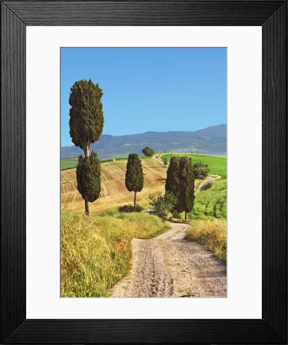 Framed Print : Mediterranean cypress - Italy, Tuscany, Siena, Val d Orcia, Pienza, Terrapille (DM) Framed Print : Mediterranean cypress - Italy, Tuscany, Siena, Val d Orcia, Pienza, Terrapille (DM)