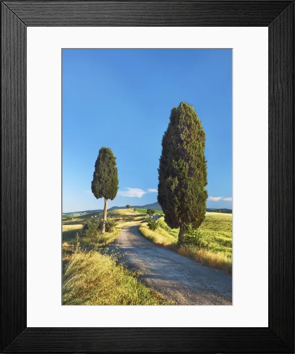 Framed Print : Mediterranean cypress - Italy, Tuscany, Siena, Val d Orcia, Pienza, Terrapille Framed Print : Mediterranean cypress - Italy, Tuscany, Siena, Val d Orcia, Pienza, Terrapille
