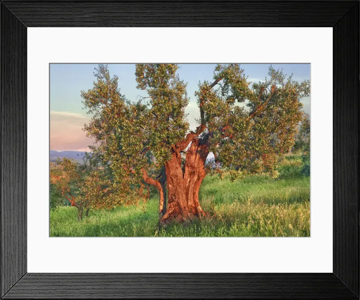 Framed Print : Olive - Italy, Tuscany, Siena, Val d Orcia, Pienza Framed Print : Olive - Italy, Tuscany, Siena, Val d Orcia, Pienza