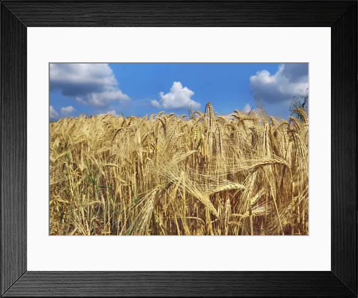 Framed Print : Barley and cumulonimbus clouds - Italy, Tuscany, Siena, Val d Orcia, Pienza, south of Framed Print : Barley and cumulonimbus clouds - Italy, Tuscany, Siena, Val d Orcia, Pienza, south of