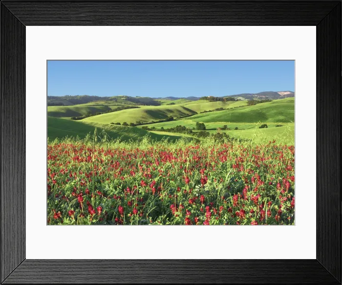 Framed Print : Cultural landscape in Tuscany with red clover - Italy, Tuscany, Pisa, Volterra, Vicarello