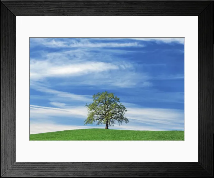 Framed Print : Oak and cirrus clouds - Germany, Bavaria, Upper Bavaria, Bad Tolz-Wolfratshausen