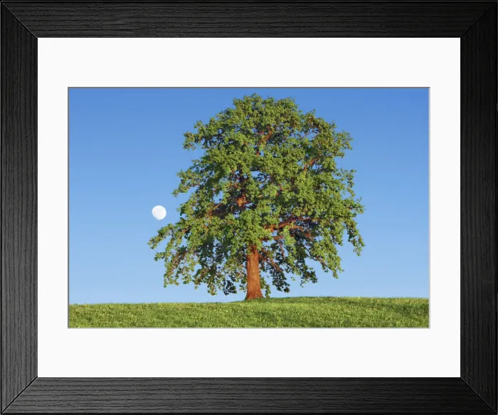 Framed Print : Oak with moon - Germany, Bavaria, Upper Bavaria, Bad Tolz-Wolfratshausen Framed Print : Oak with moon - Germany, Bavaria, Upper Bavaria, Bad Tolz-Wolfratshausen