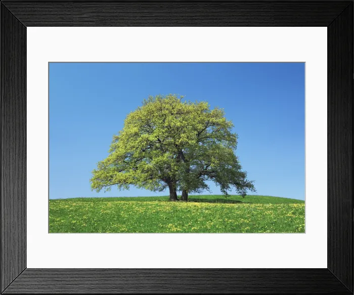 Framed Print : Oak on dandelion meadow - Germany, Bavaria, Upper Bavaria, Garmisch-Partenkirchen Framed Print : Oak on dandelion meadow - Germany, Bavaria, Upper Bavaria, Garmisch-Partenkirchen
