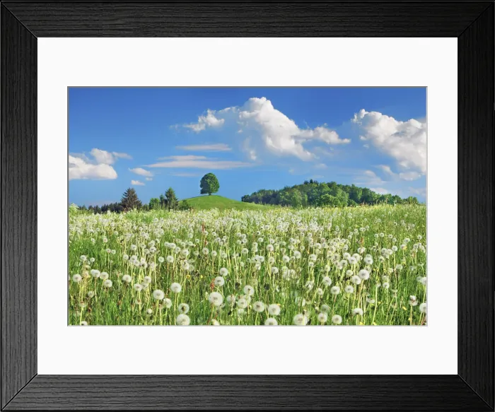 Framed Print : Dandelion clock meadow with lime tree - Germany, Bavaria, Upper Bavaria
