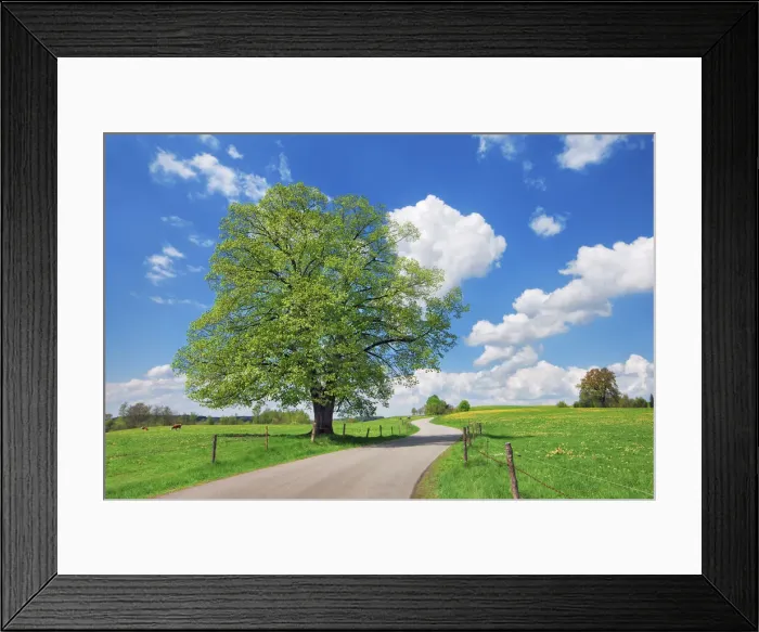 Framed Print : Field path with lime tree - Germany, Bavaria, Upper Bavaria, Weilheim-Schongau, Penzberg Framed Print : Field path with lime tree - Germany, Bavaria, Upper Bavaria, Weilheim-Schongau, Penzberg